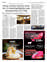 Suplemento 31-05-2025