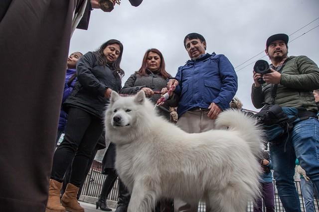 Bendicion de los animalitos (13)