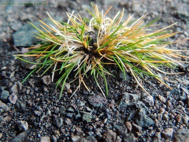 deschampsia antarctica 2749