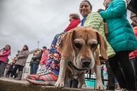 Bendicion de los animalitos (3)