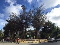 municipio arbol