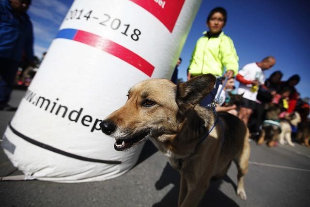 MARATON MASCOTAS 6.JPG