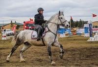 concurso, salto ecuestre