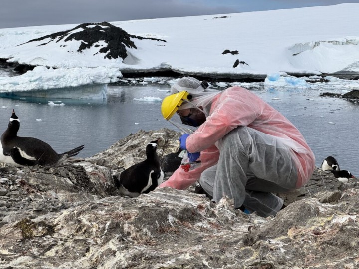 H5N1 Virus in Antarctica: Monitoring in Penguins & Seals | Chile News
